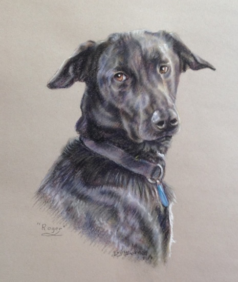 Dog Painted in Soft Pastel - Commissioned Portrait Paintings of Pets by Woking Society of Art Society member Ian Henderson - Redhill Surrey Artist