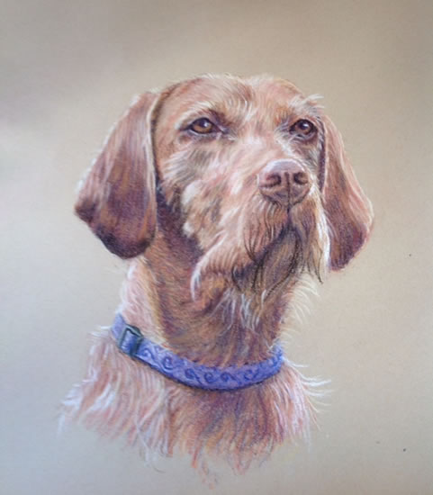 Dog - Portrait Paintings of Pets - Commissions by Woking Society of Art Society member Ian Henderson - Redhill Surrey Artist